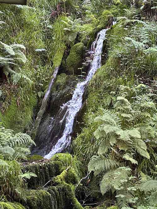 Pequeña cascada en un bosque asturiano