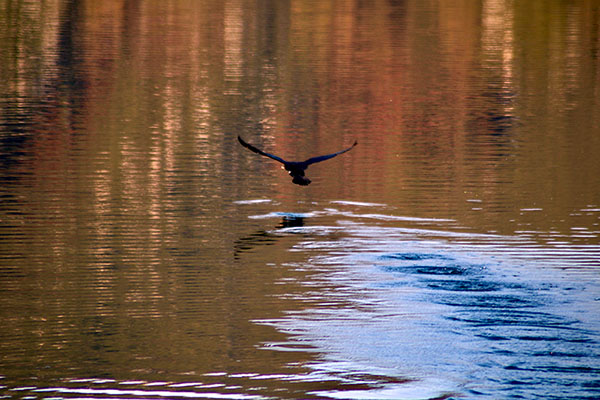 Cormorán despega del agua en Asturias