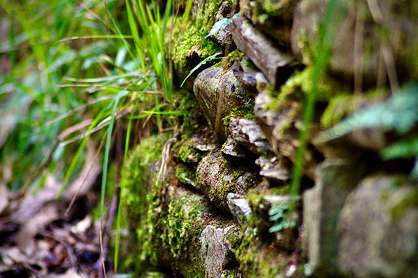 El brillo de la humedad en el bosque asturiano