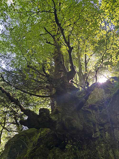 Bosque asturiano en primavera