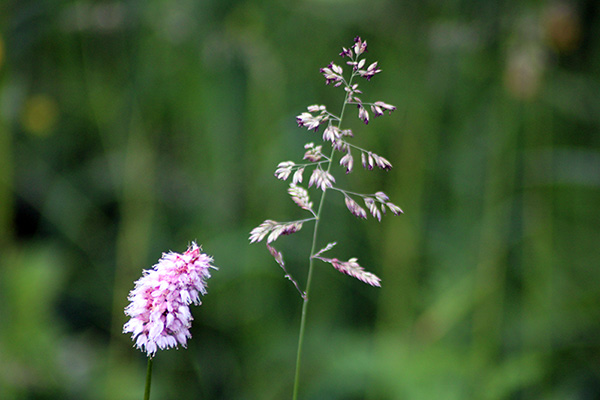 Flores primaverales en Asturias