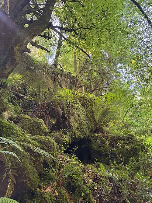 Bosque asturiano en primavera