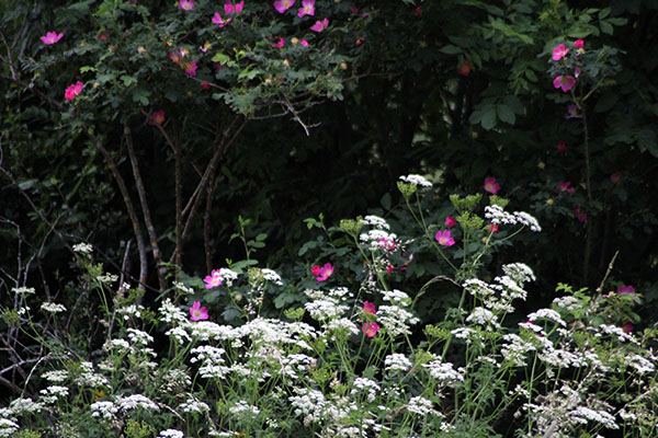 Flores primaverales en Asturias