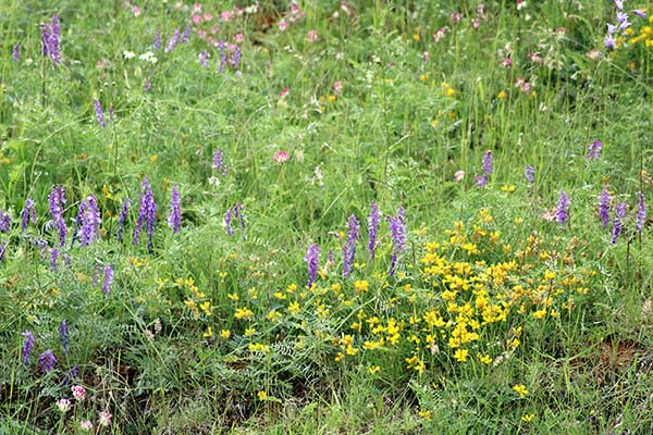 Flores primaverales en Asturias