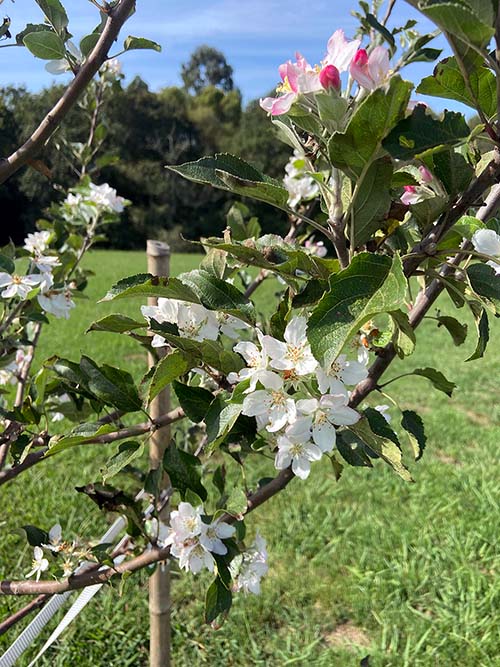Pomarada asturiana en primavera