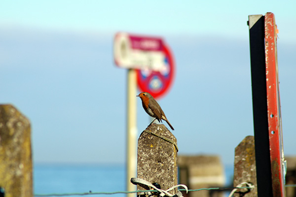 Pájaro cantor en la primavera de Asturias