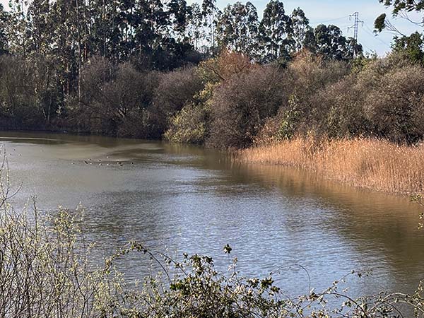 Naturaleza viva en el embalse de La Granda en Gozón en Asturias