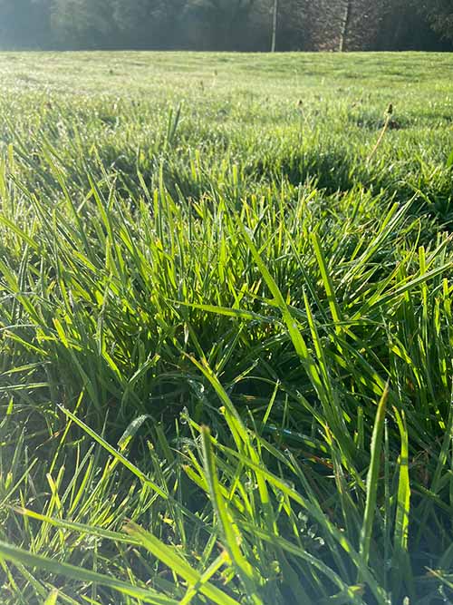 Hierba primaveral en un prado en Asturias