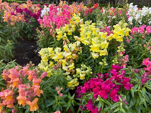 Flores de colores en el parque San Francisco en Oviedo