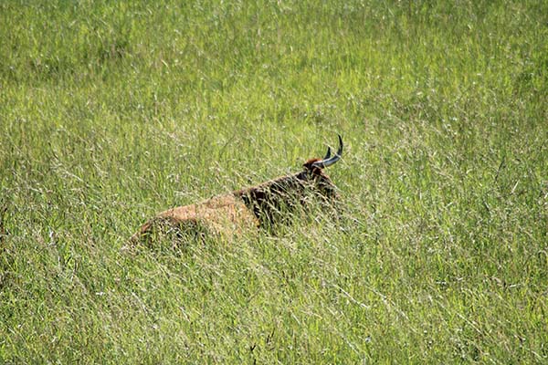 Vaca descansando entre la hierba en Asturias