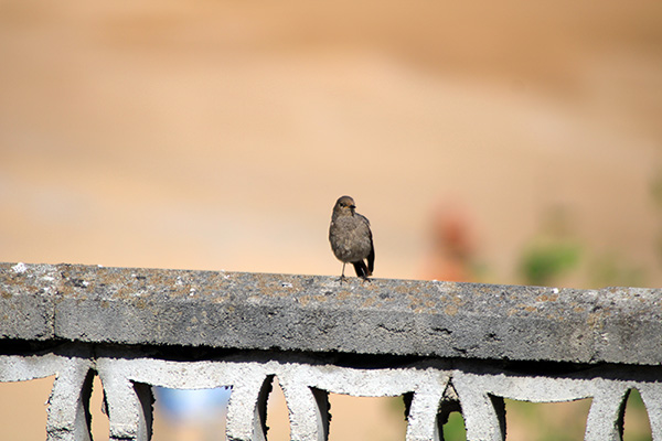 Pájaro cantor en la primavera de Asturias