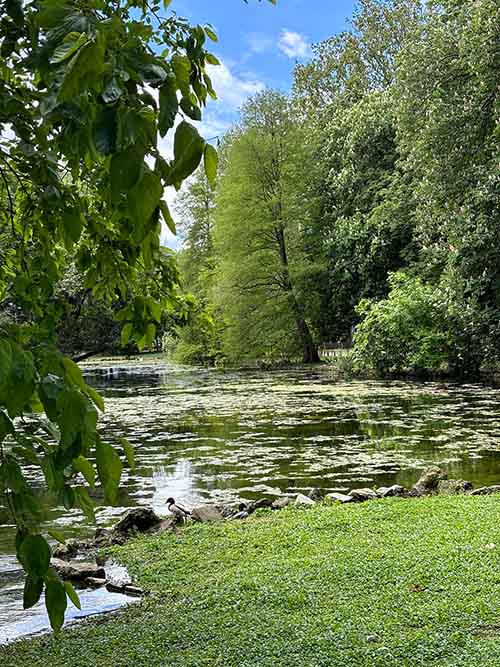 El verde de la primavera en el parque Isabel la Católica de Gijón