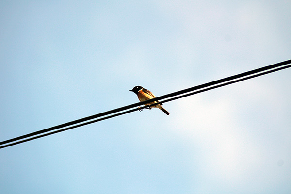 Pájaro cantor en la primavera de Asturias