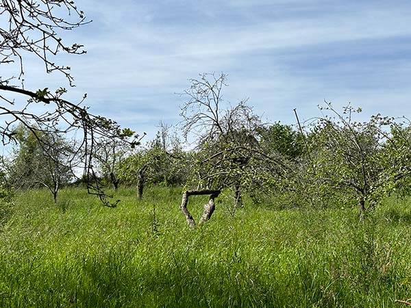 Pomarada asturiana en primavera