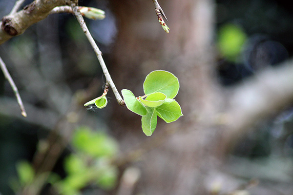 Hojas nuevas de un árbol en la primavera de Asturias