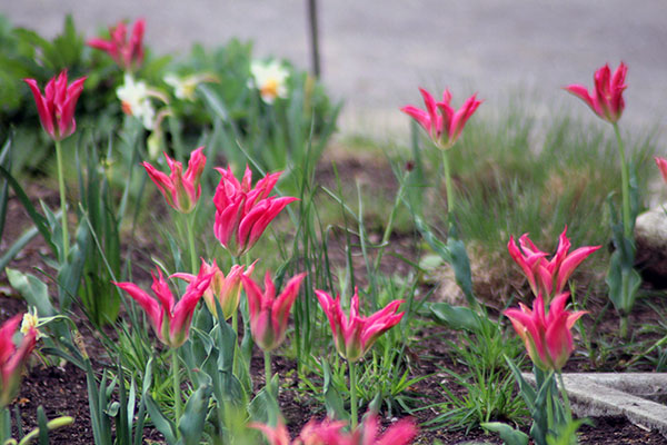 Florece el Jardín Botánico en Gijón durante la primavera
