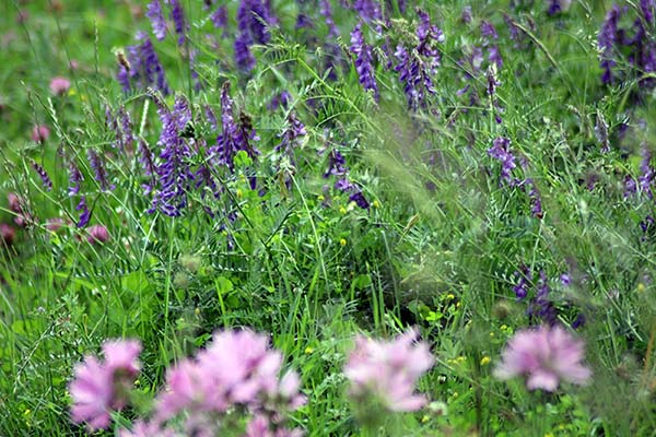 Flores primaverales en Asturias