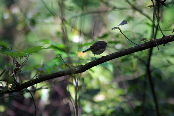 Un pequeño pájaro trinando en mitad del bosque en primavera en Asturias