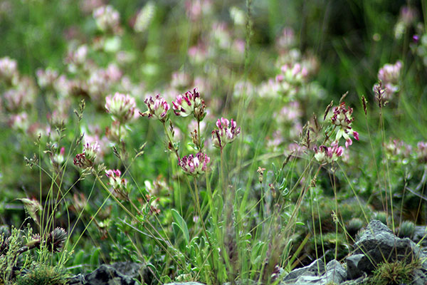 Flores primaverales en Asturias