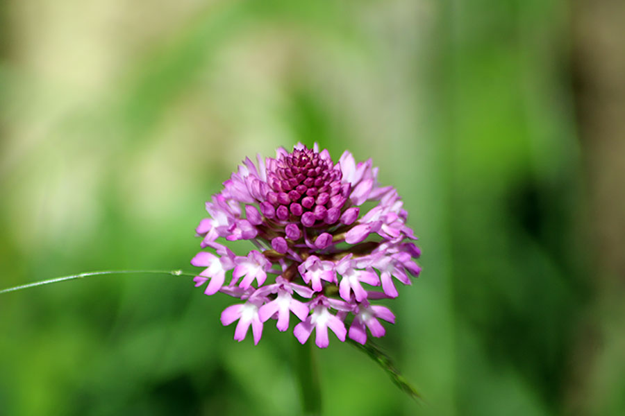 Flor de primavera en Asturias