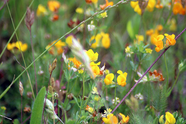 Flores primaverales en Asturias