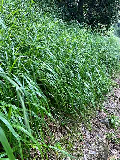 Hierba primaveral en un prado en Asturias