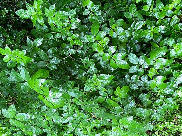 El verde eléctrico de la vegetación en la primavera en Asturias