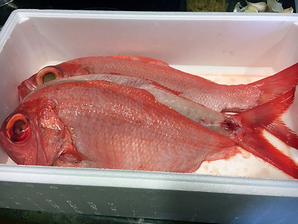 Virreyes pescados en Asturias