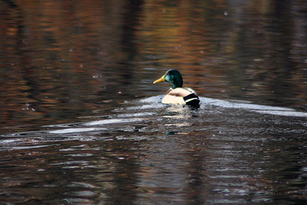Embalse de San Andrés de los tacones en Asturias, aves de paso