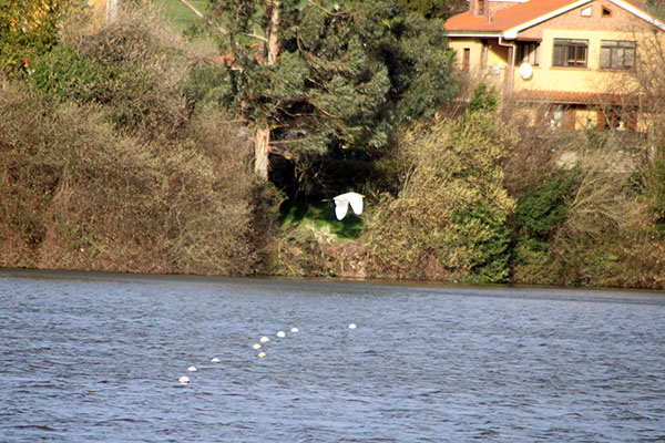 Garza blanca también llamada garceta grande sobrevuela el embalse de Trasona en Asturias