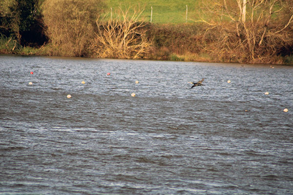 Cormorán moñudo en el embalse de Trasona en Asturias