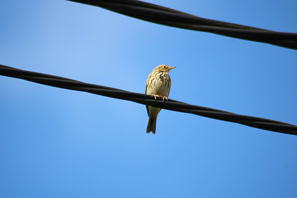 Pájaro cantor en la primavera de Asturias