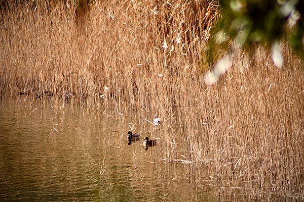 Naturaleza viva en el embalse de La Granda en Gozón en Asturias