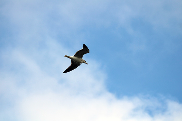 Gaviota volando bajo en un pueblo marinero de Asturias