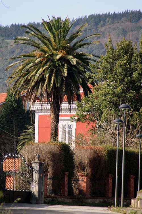 Árboles en Somao en Asturias