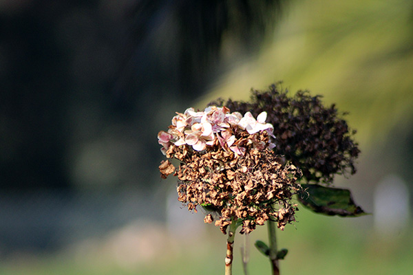 Matos de hortensias en invierno en Somao en Asturias