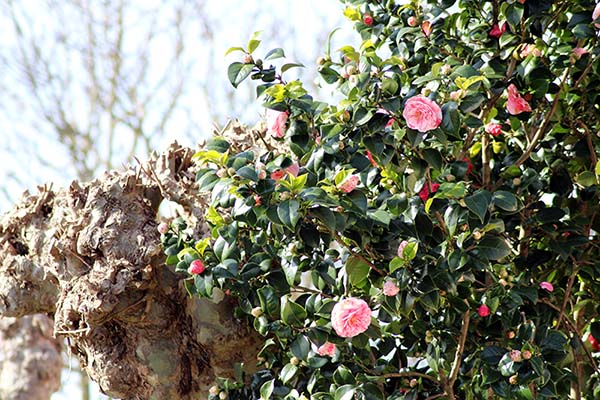 Jardines en Somao en Asturias