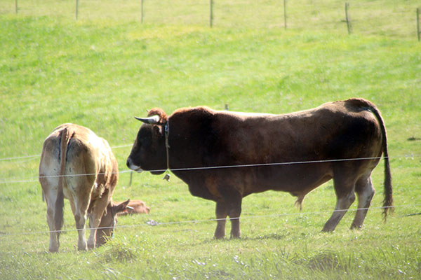 Vacas de carne en Somao en Asturias