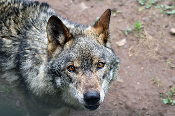 Uno de los últimos lobos en Asturias
