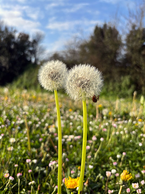Ejemplares de diente de León en un prado en Asturias