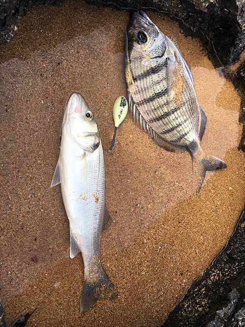 Lubina y xargo pescados en una playa asturiana