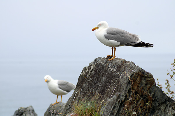 Gaviotas en un pueblo marinero de Asturias