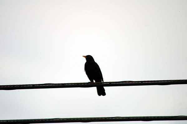 Pájaro cantor en la primavera de Asturias