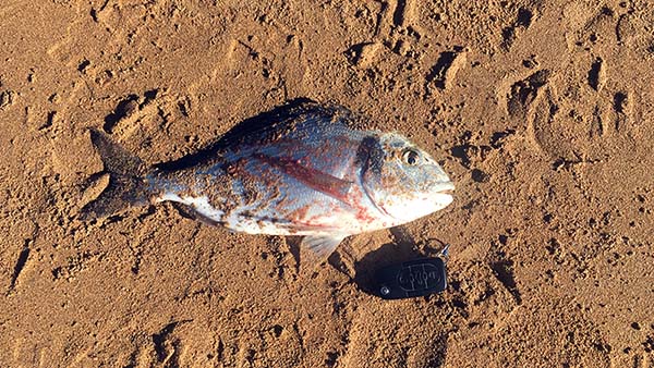 Dorada pescada en la ría de Villaviciosa en Asturias