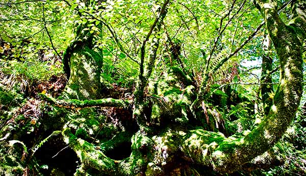 Bosque asturiano en primavera