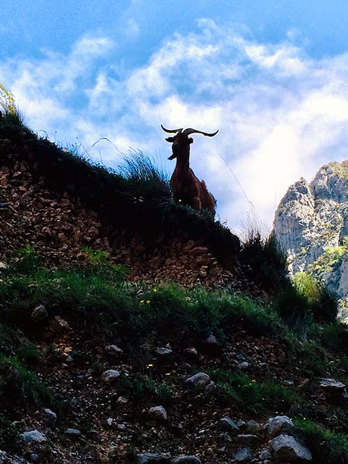Macho de cabra montesa en las montañas de Asturias