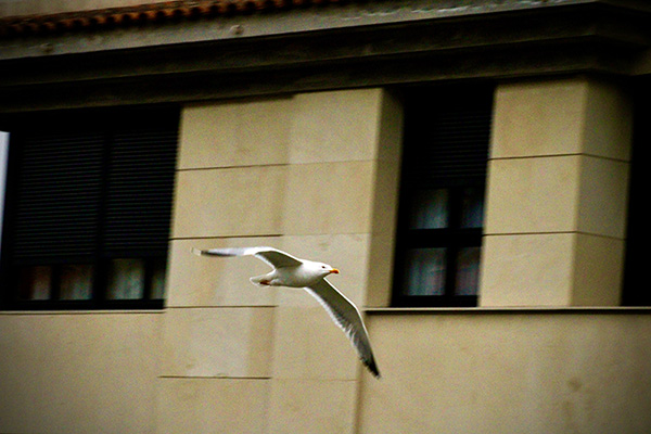 Gaviota planeando entre edificios