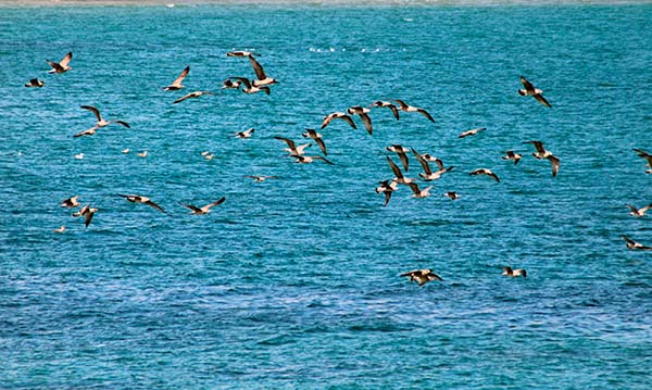 Gaviotas en Asturias sobrevolando el litoral