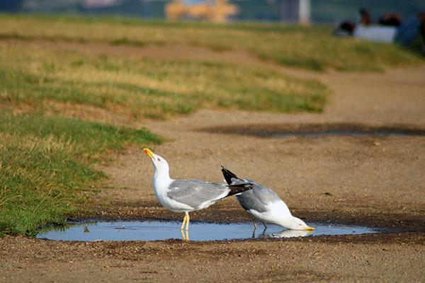 Gaviotas bebiendo en un charco de un parque público en Asturias