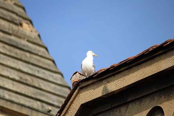 Gaviotas entre edificios en Asturias